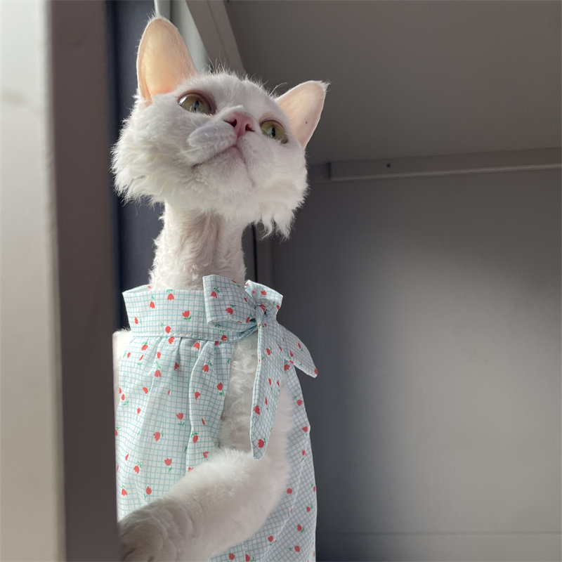 Cat Clothing in Summer Sweet L - مراجعة Summer Light Clothing وسعره