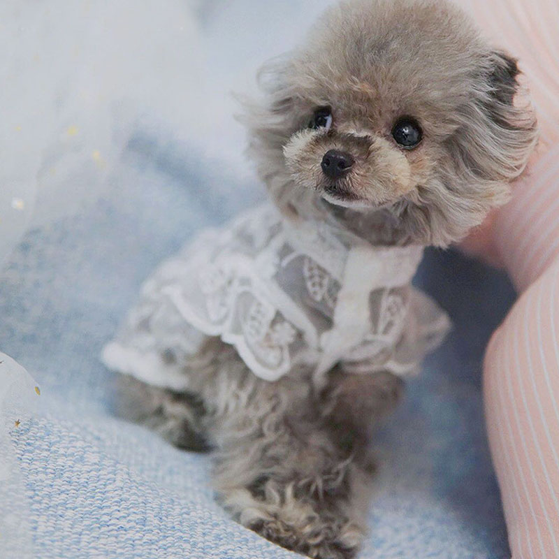 White Lace Princess Dog Weedin - مراجعة Xl Summer Clothing وسعره