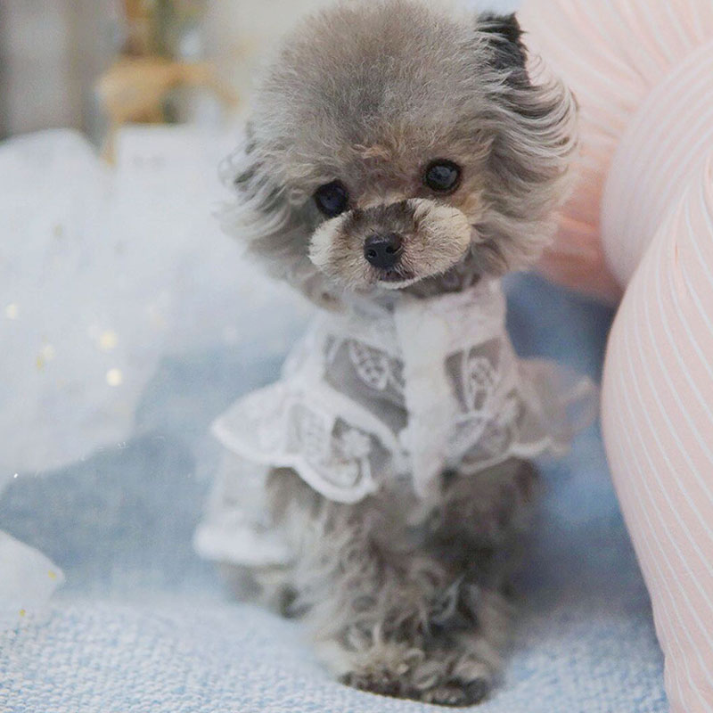 White Lace Princess Dog Weedin - مراجعة Xl Summer Clothing وسعره